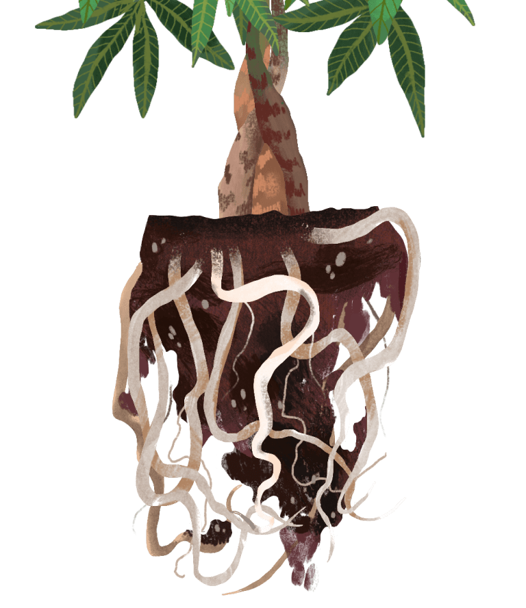Money Tree Plant Care Guide